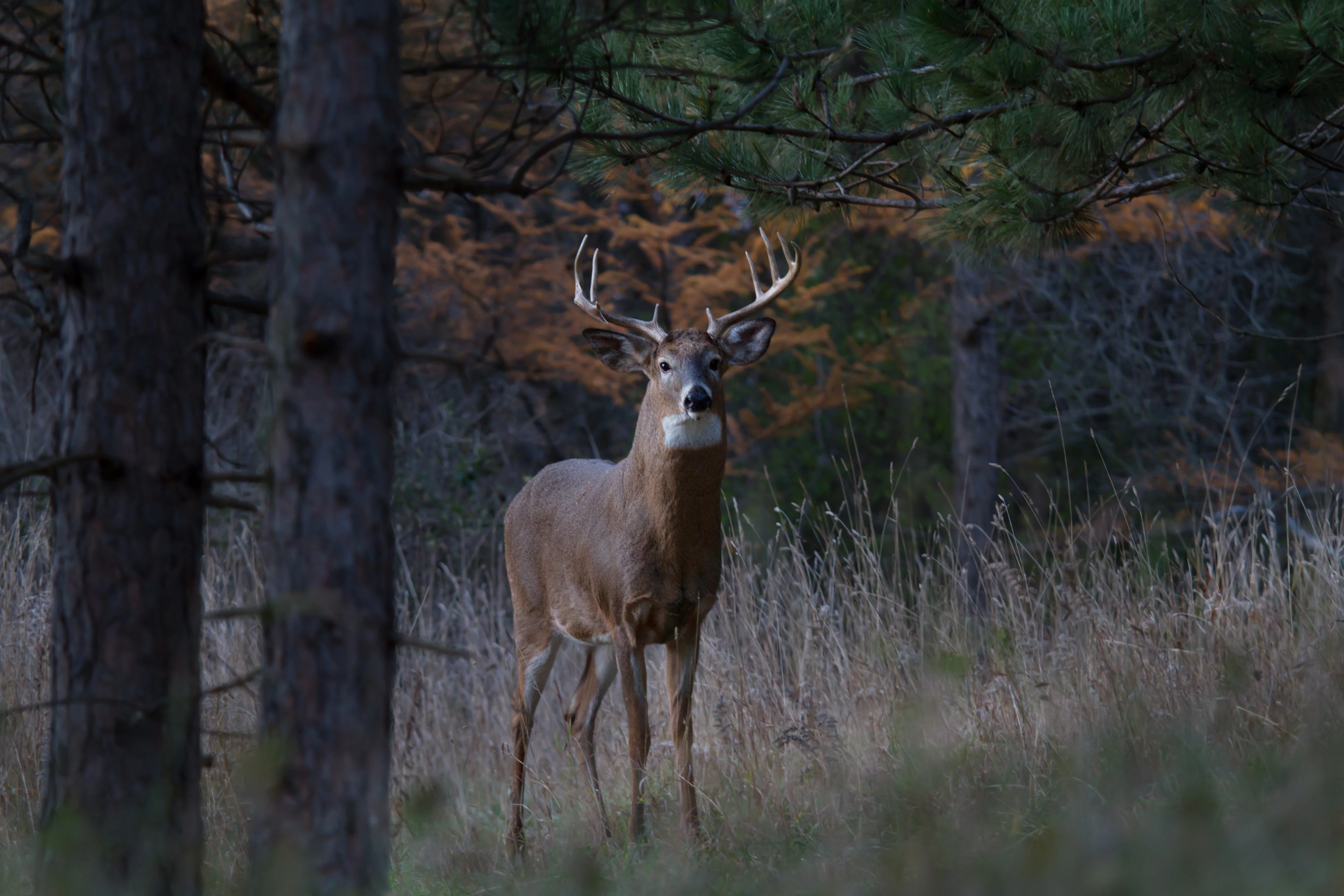 A whitetail buck walks through a pine forest. 