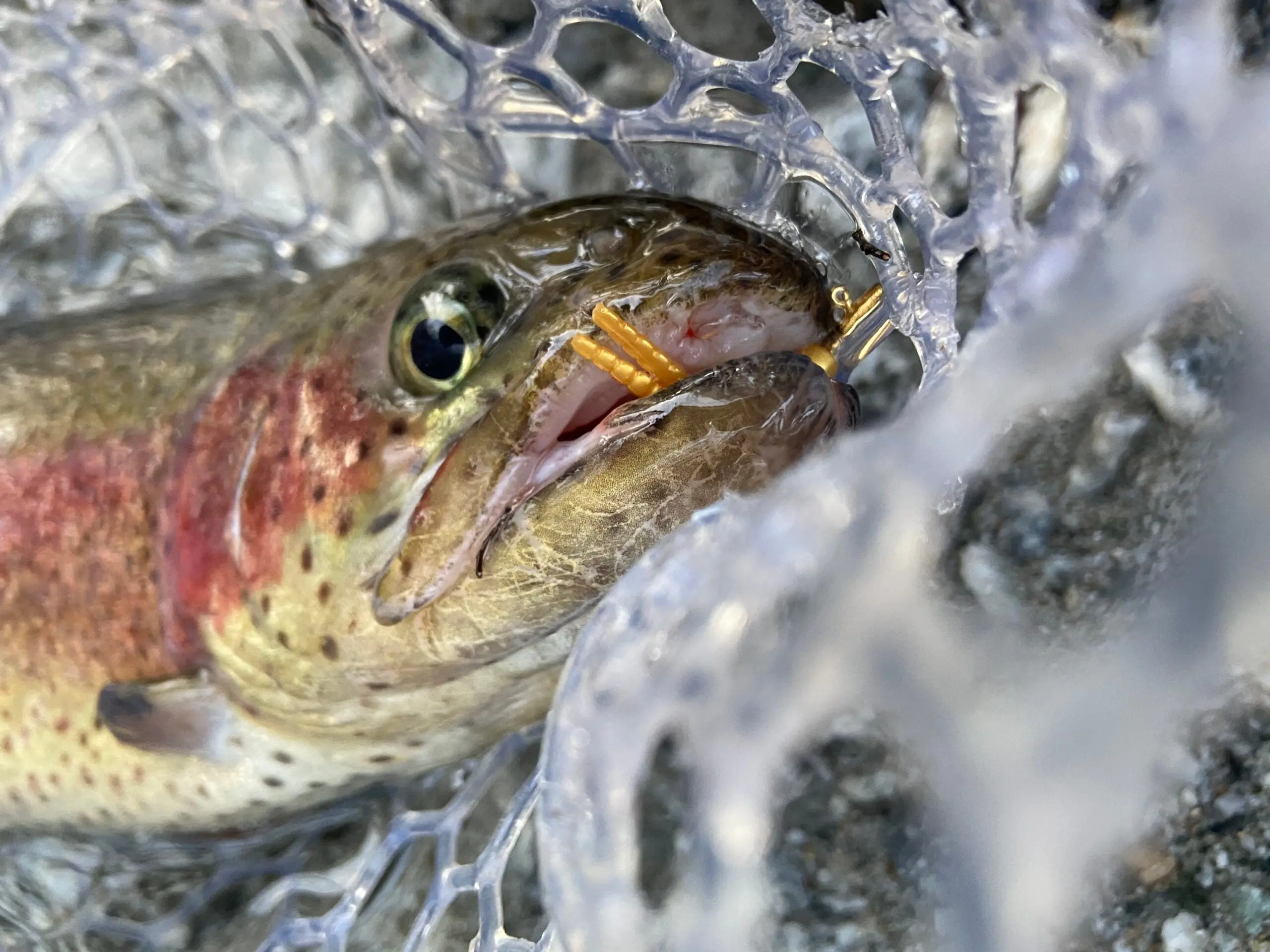 rainbow trout in the net