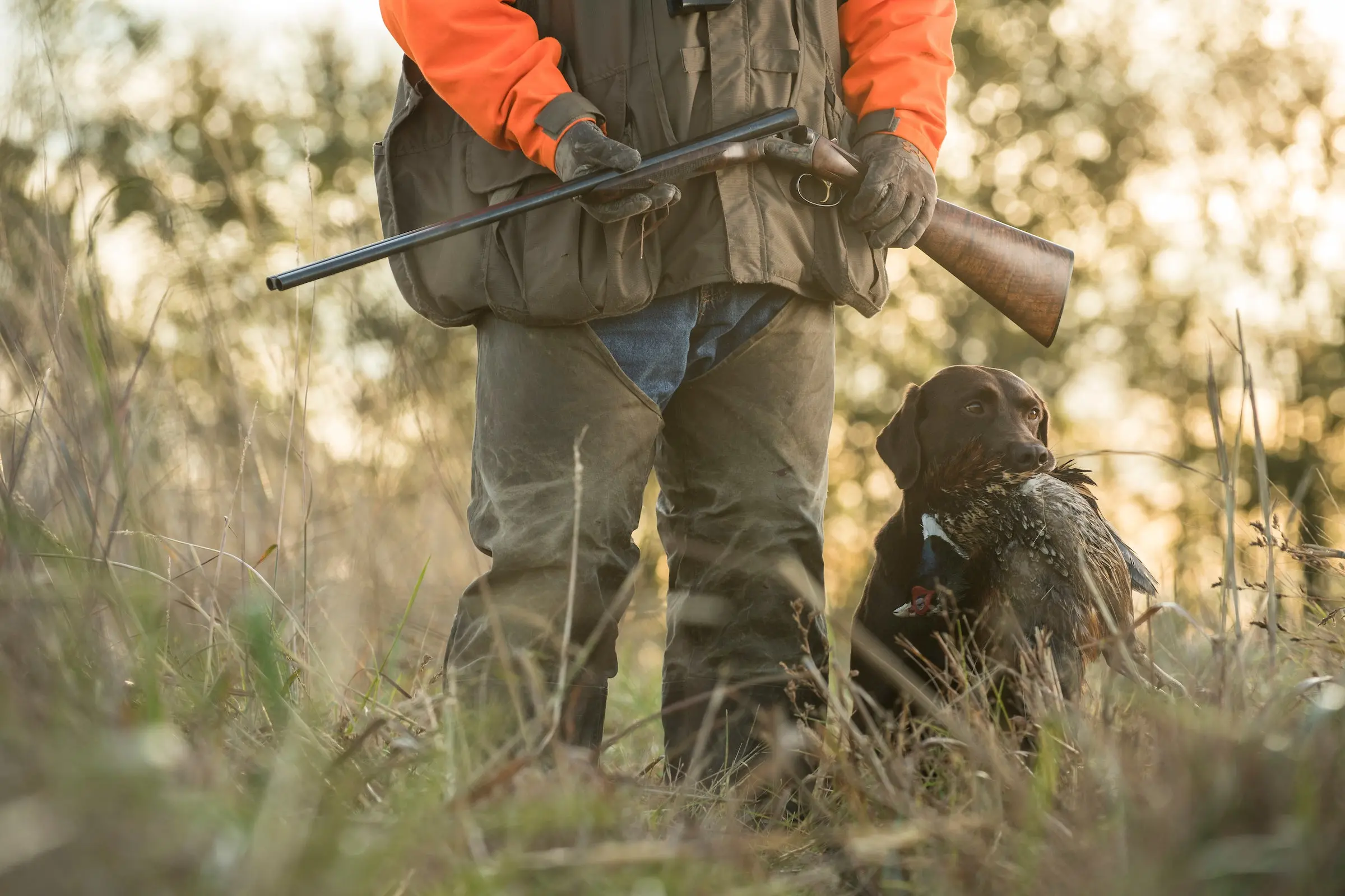 how to train a dog in the field