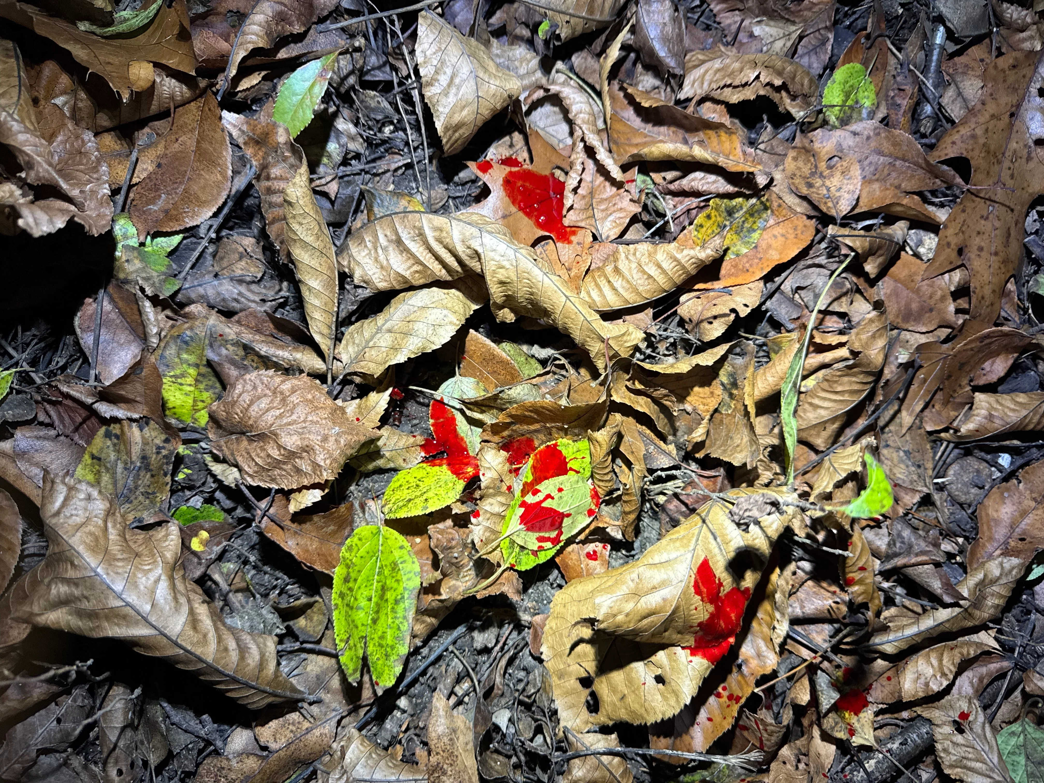 blood trail in the woods
