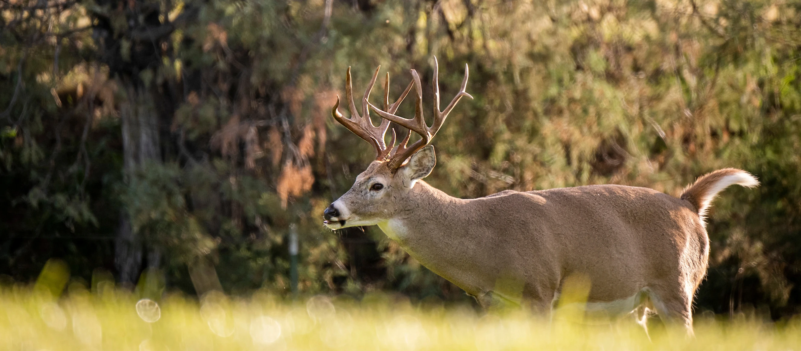 A big whitetail buck walks across an early-fall field with woods in background.