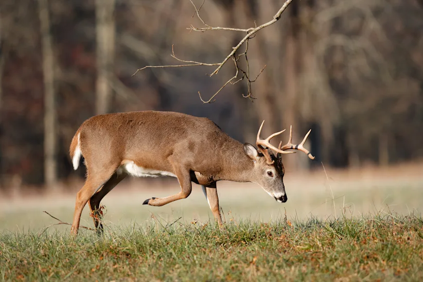 A whitetail buck walks across an early-fall field with woods in background.