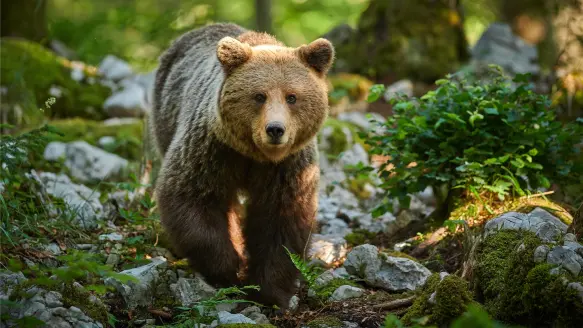 Young grizzle bear walks over a forest floor of rocks and green vegetation.