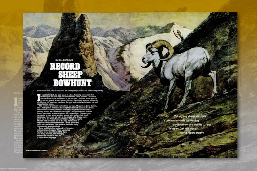 sheep hunting adventure in field and stream