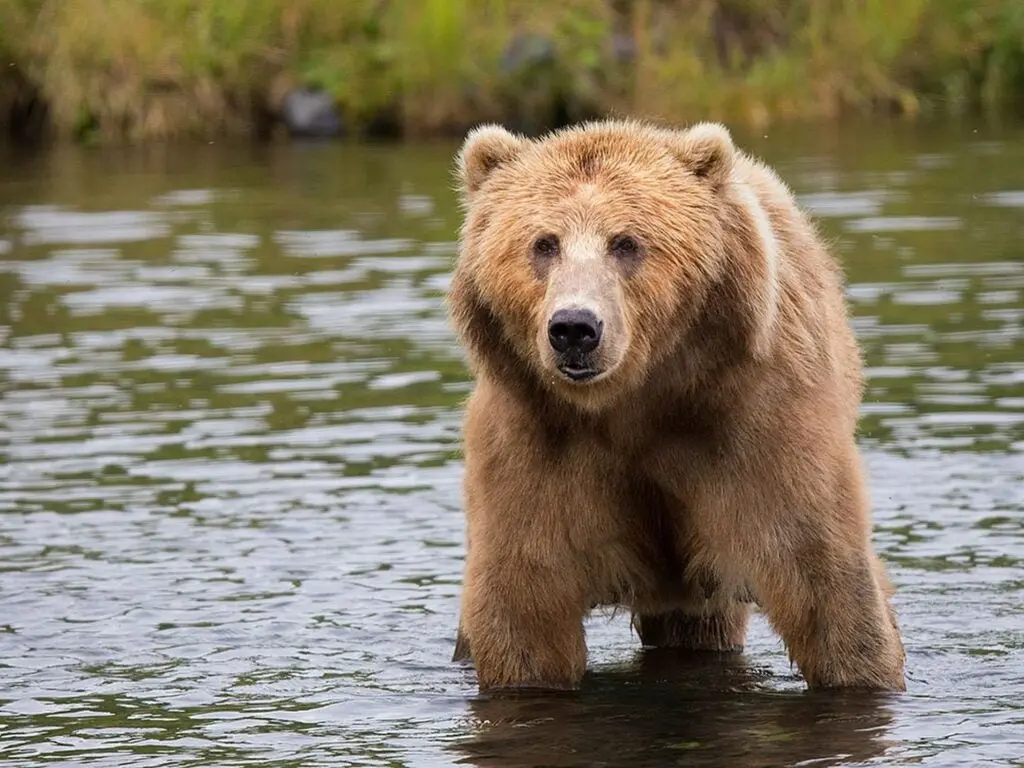 Bears can see better than most outdoorsmen think.