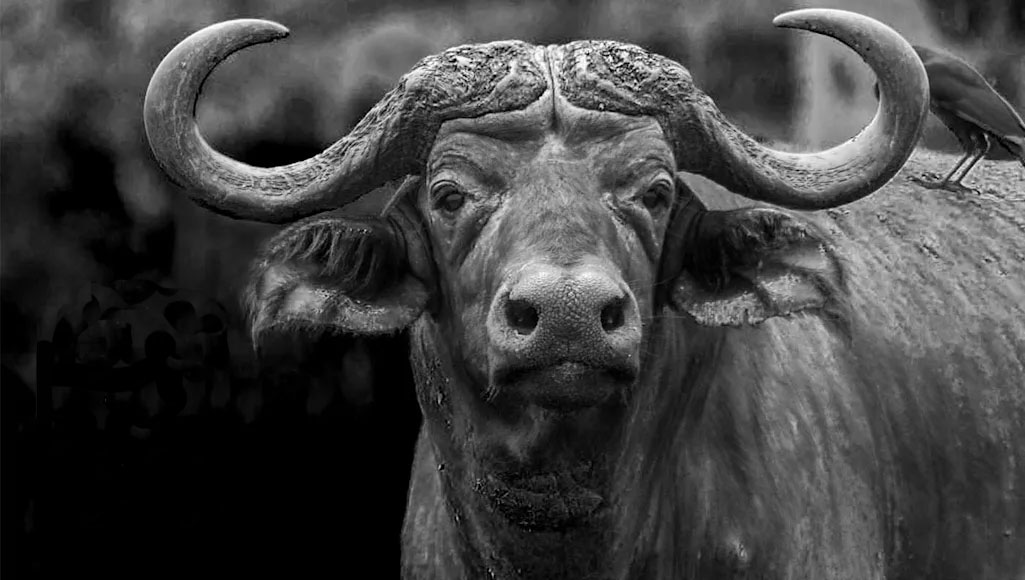 Cape buffalo
