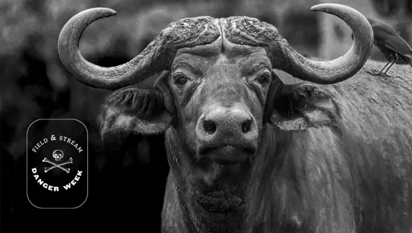 Cape buffalo