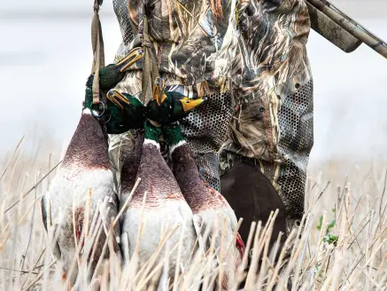 httpspush-fieldandstream-comsitesfieldandstream-comfilesimages201910drake-mallards-limit-hunter-jpg