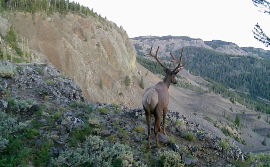 An elk peers out over an overlook on Mission Ridge.