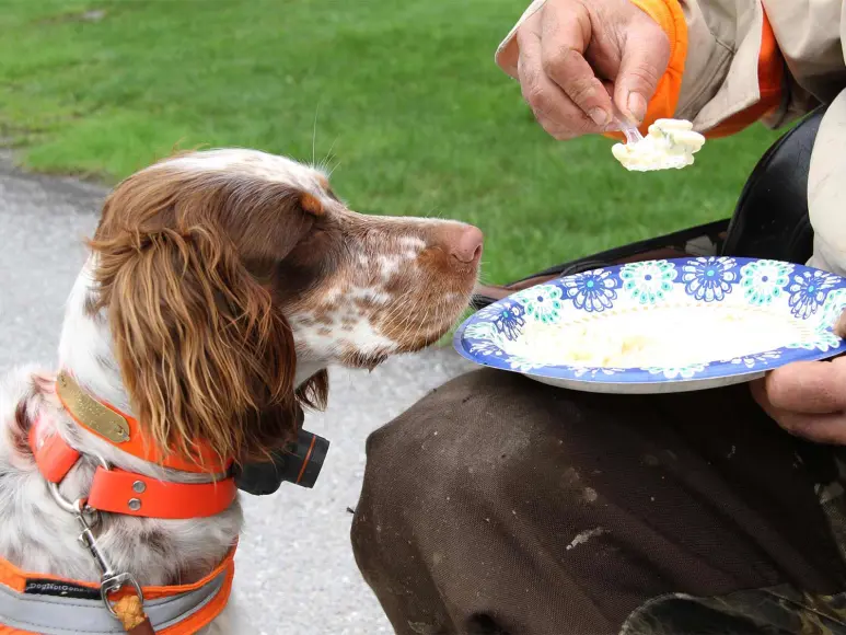 httpswww-fieldandstream-comsitesfieldandstream-comfilesimages2019051-hunting-dog-food-plate-jpg