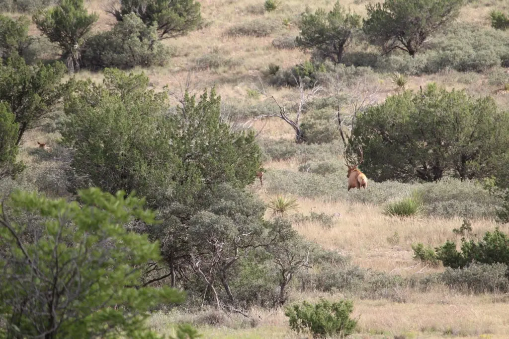 Elk walking in the desert next to juniper trees.