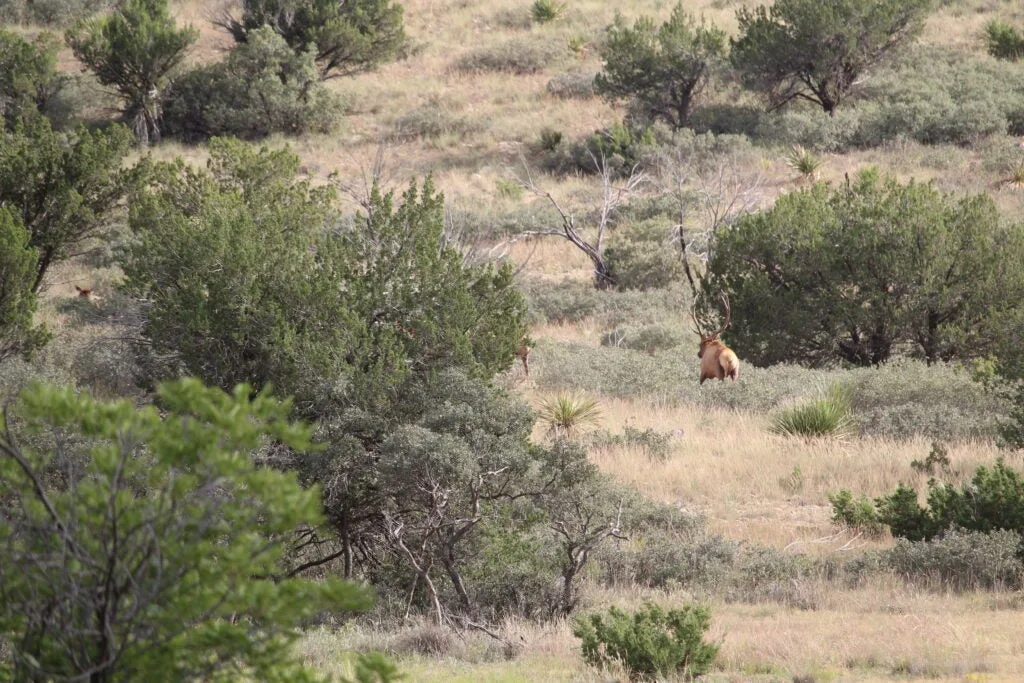 Elk walking in the desert next to juniper trees.