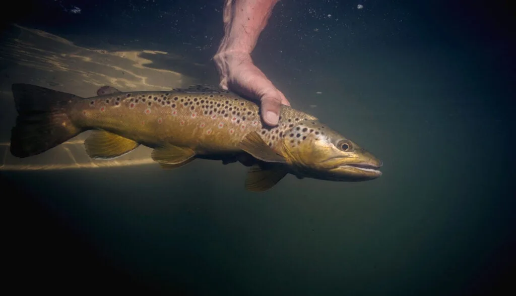 brown trout fishing