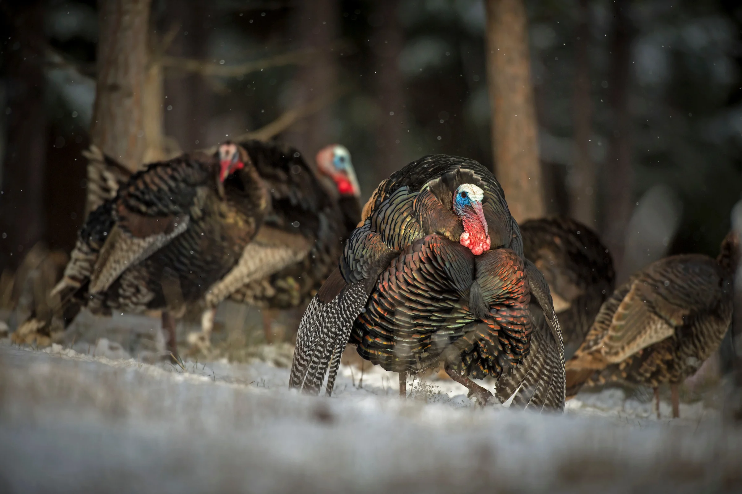 A tom turkey struts among other turkeys in a snowy field. 