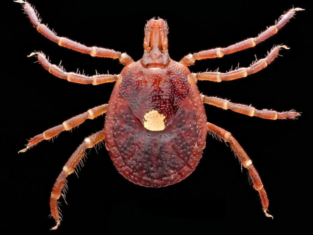 A female Lone Star tick. 