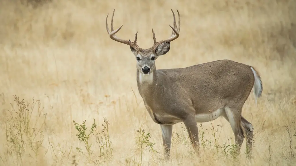 photo illustrating how long do deer live