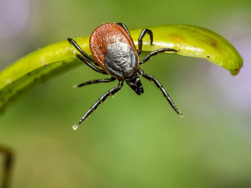 A solitary tick climbing on a leaf.