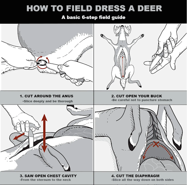 A step-by-step diagram of how to filed dress a buck.