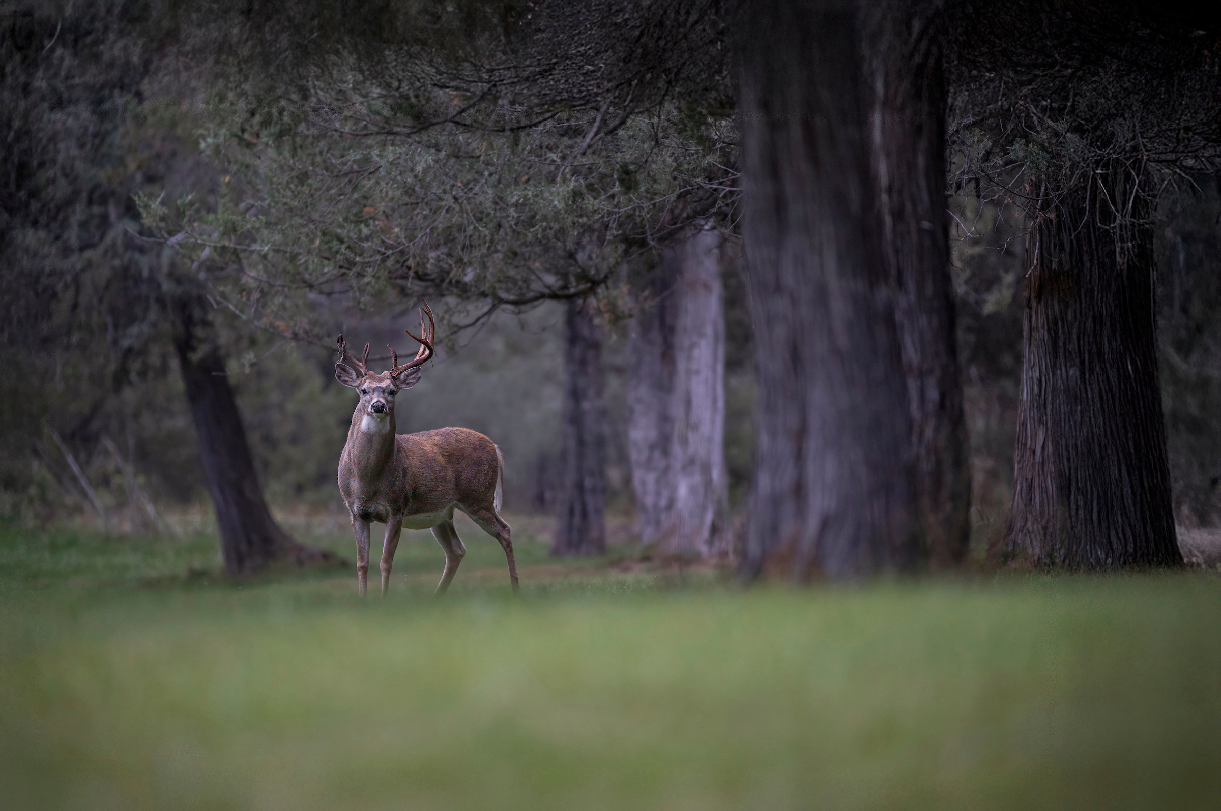 A whitetail buck enters a green field with woods in the background. 