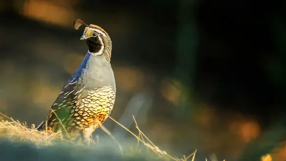 male california quail