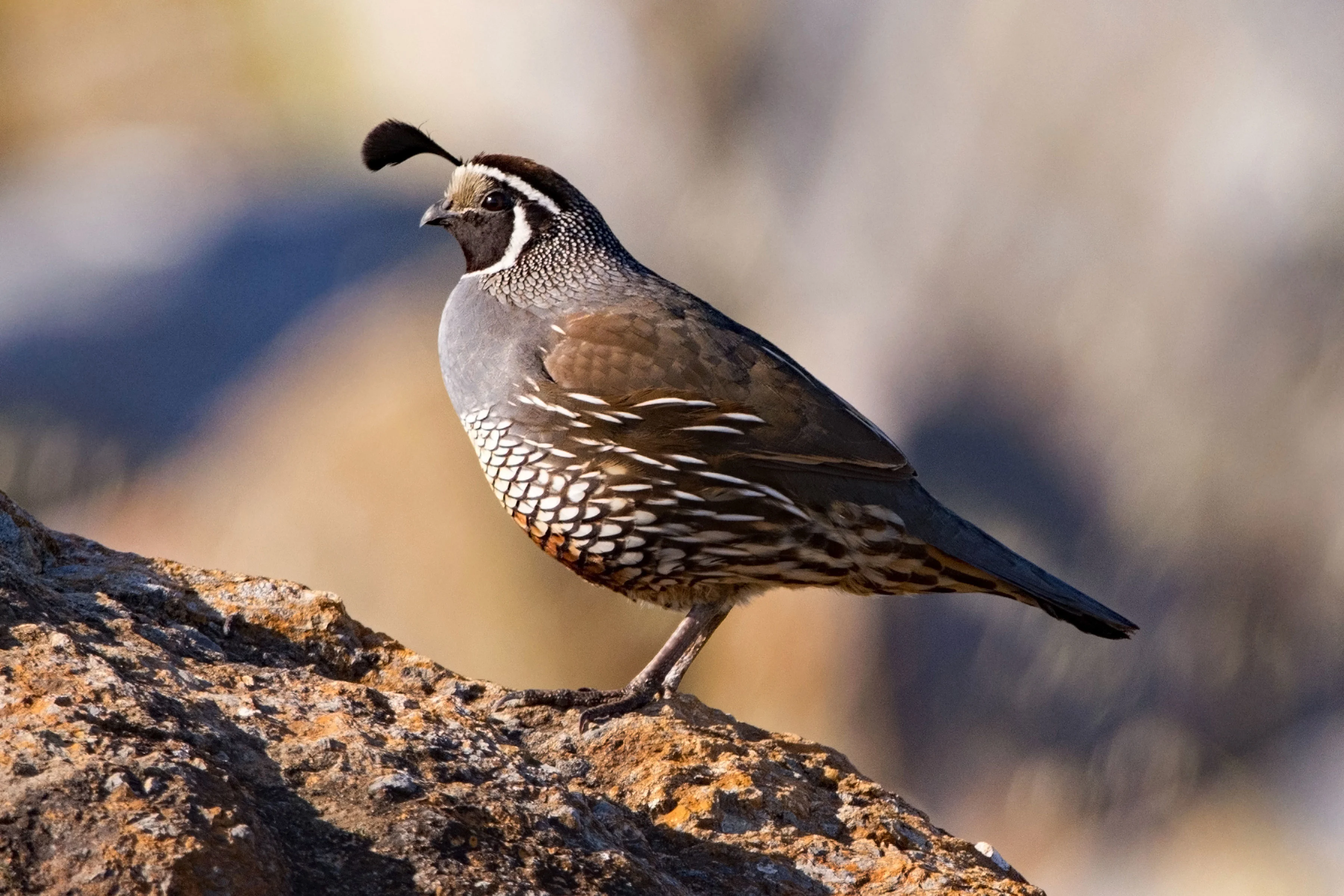 male california quail