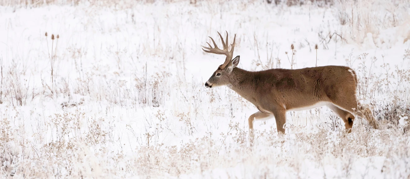 A big post-rut whitetail buck crosses a meadow covered in snow. 