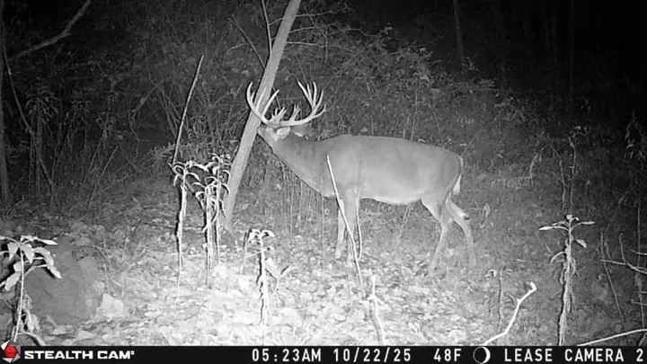 A trophy buck caught on trail camera in West Virginia.