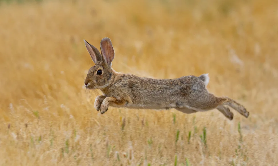 A rabbit runs across a fall field.