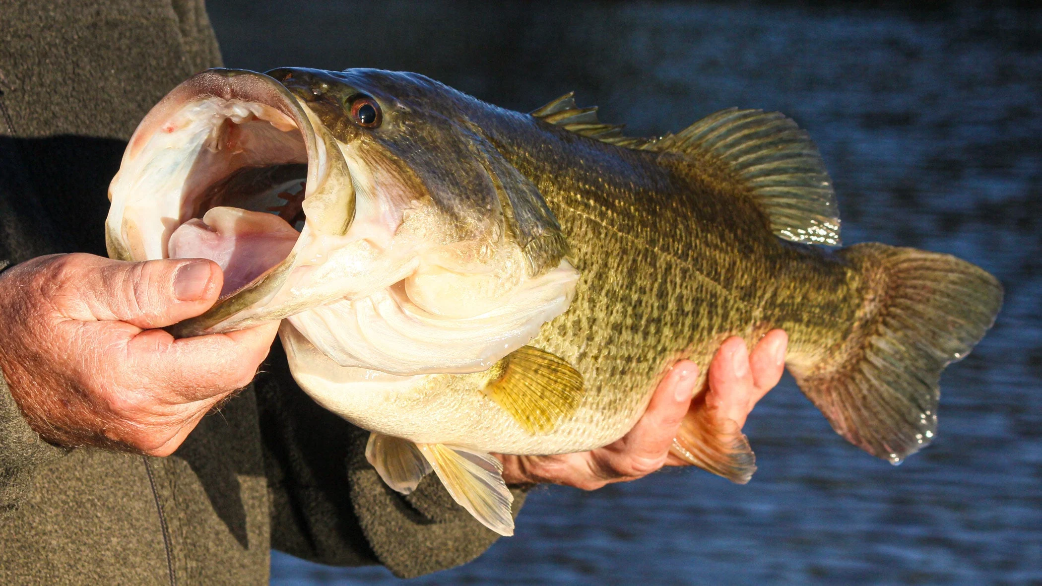 photo of a spawning bass