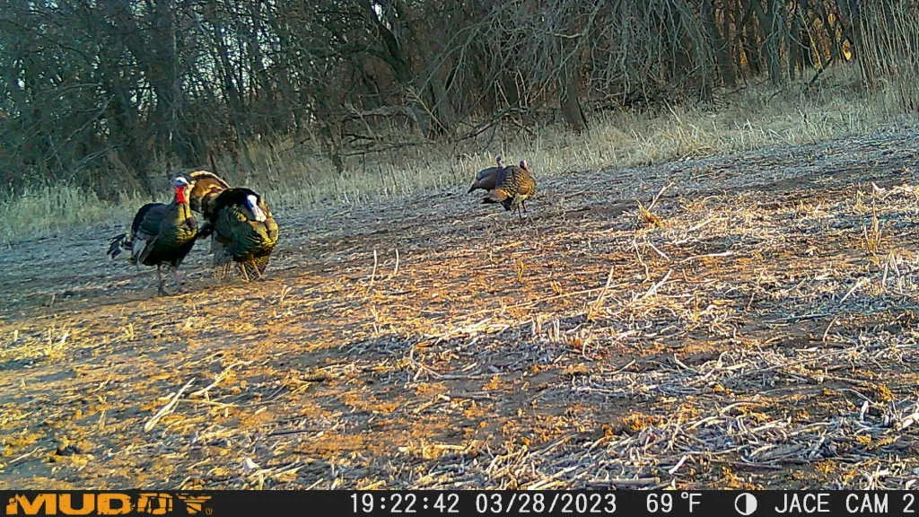 Trail cam photo of turkeys in a field