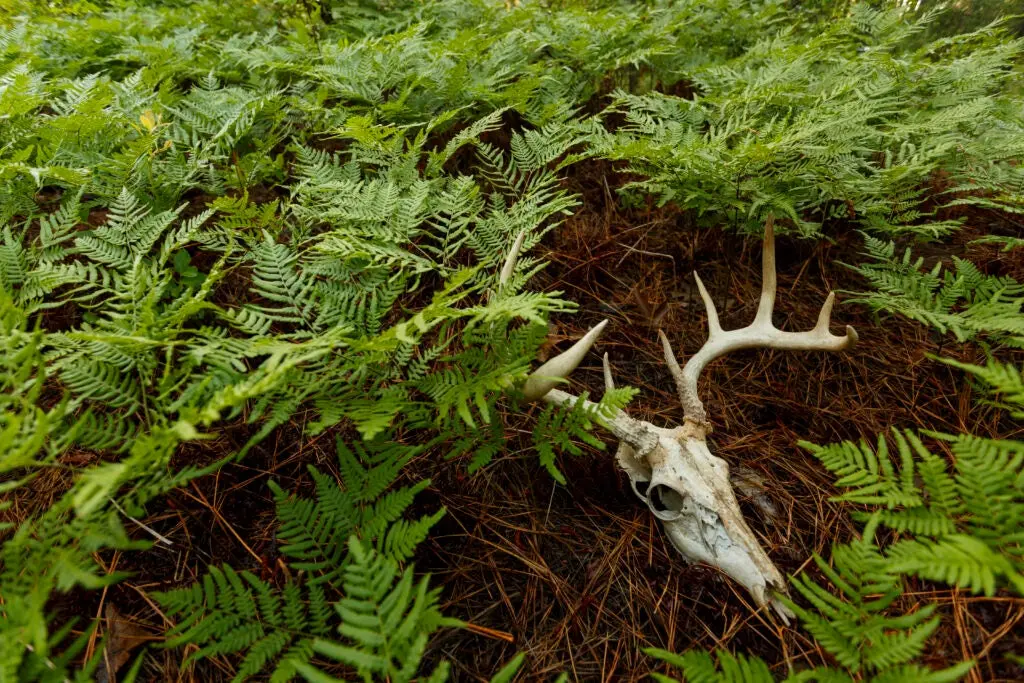 A deer skull with antlers lays among ferns in a forest.