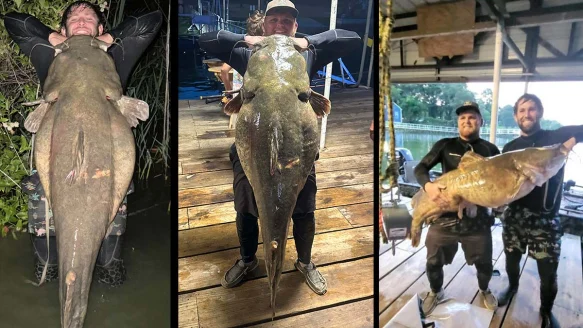 young men hold giant catfish