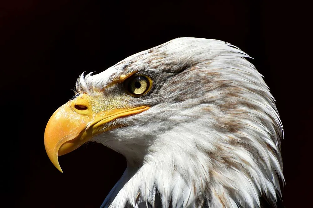 profile view of an american bald eagle