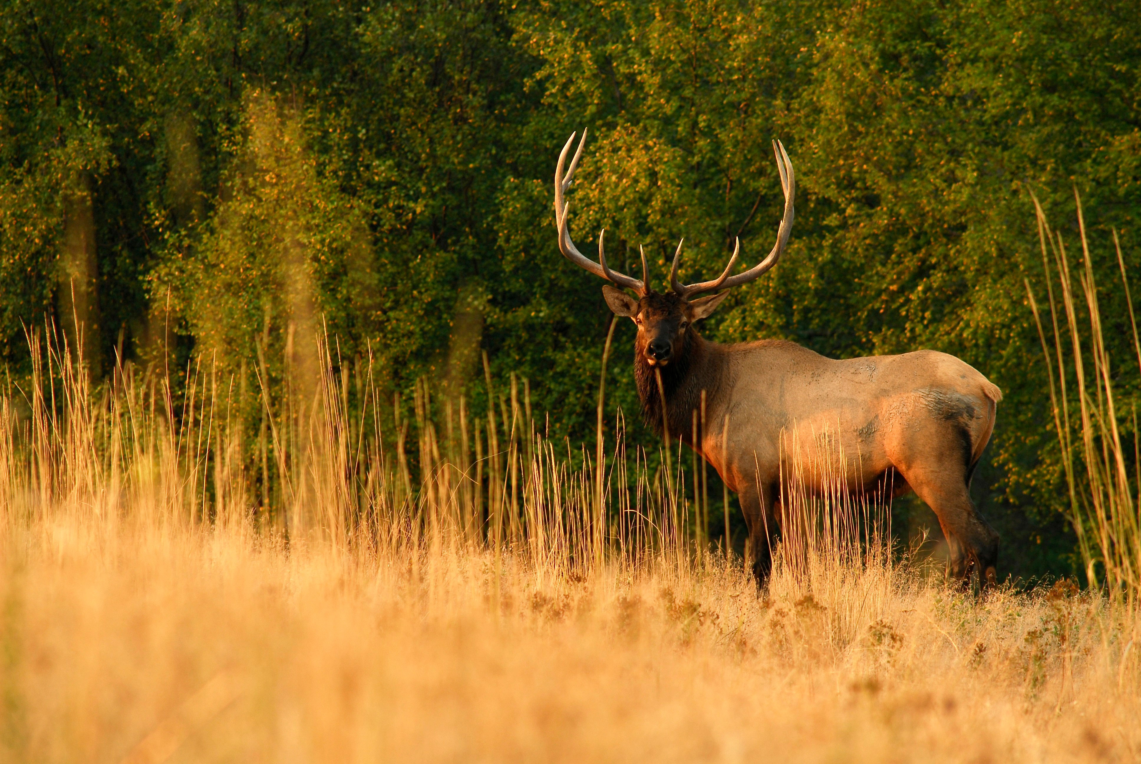 A large bull elk stands in a clearing.