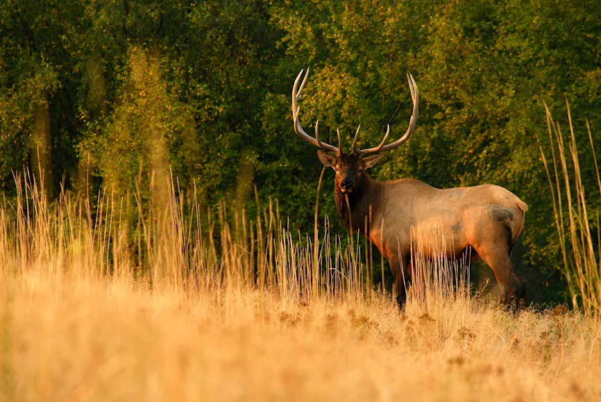 A large bull elk stands in a clearing.