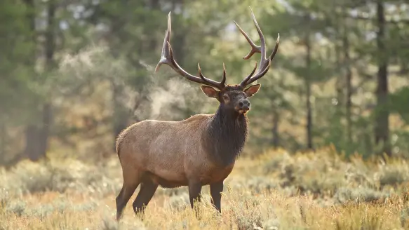 bull elk standin in field