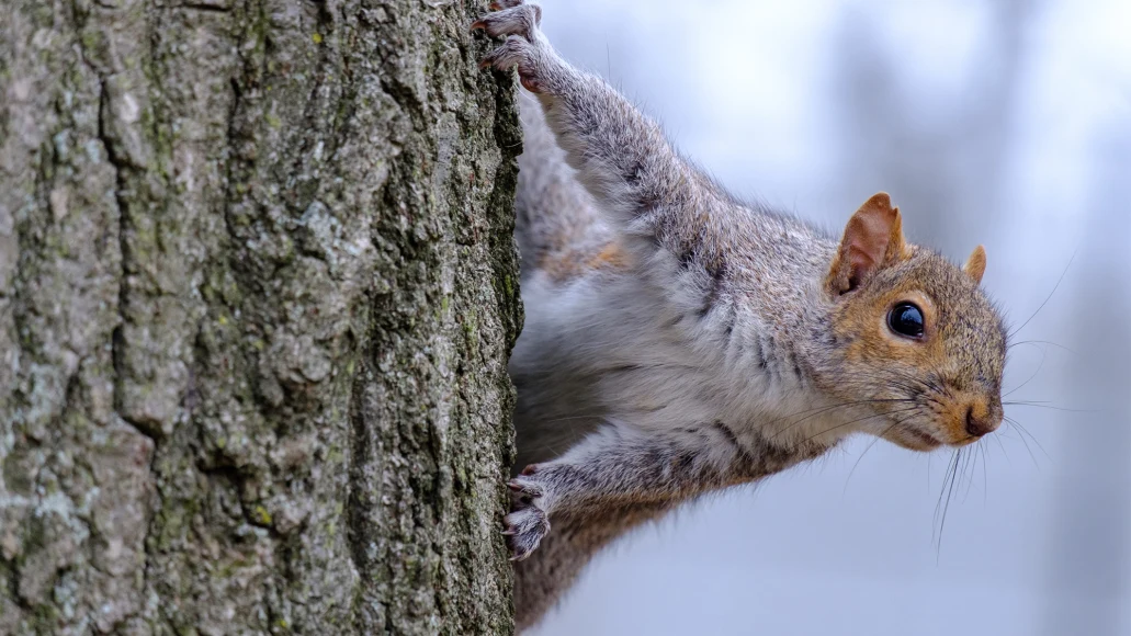 A gray squirrel clings the trunk of an oak tree with open woods in background.