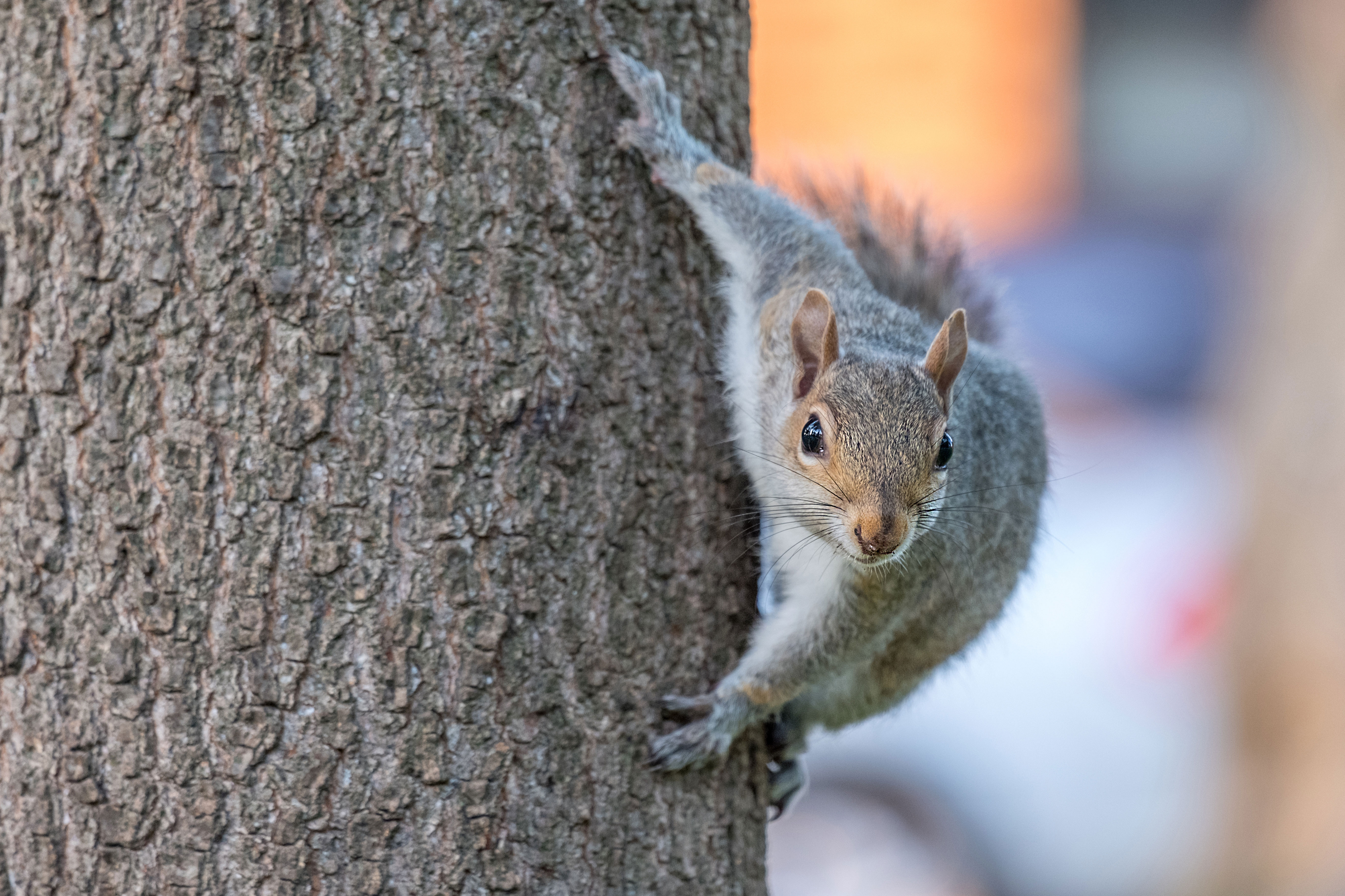 A gray squirrel clings the trunk of an oak tree.