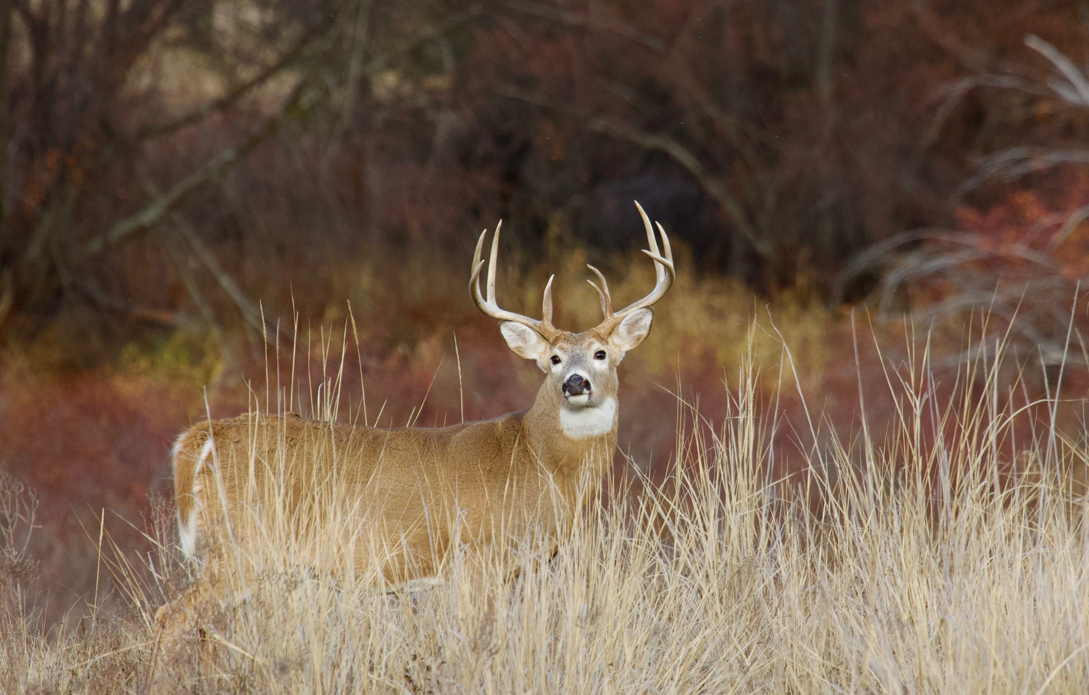 A nice whitetail buck walked through a grassy draw with woods in background. 