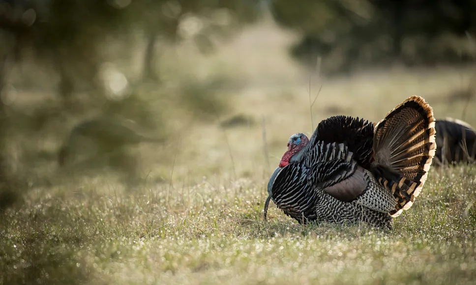 A late season gobbler struts at dawn in a dewy green field.