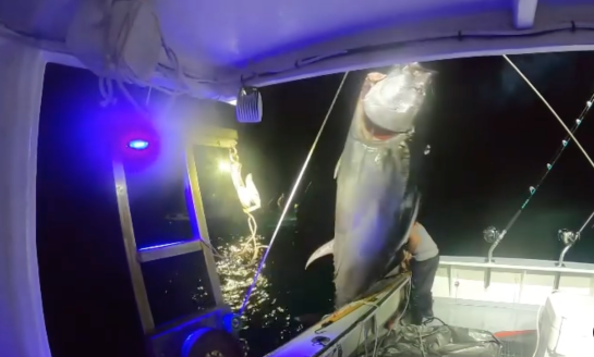 woman hoists tuna aboard boat