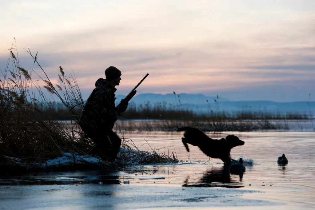 duck hunter and dog with some snow in background