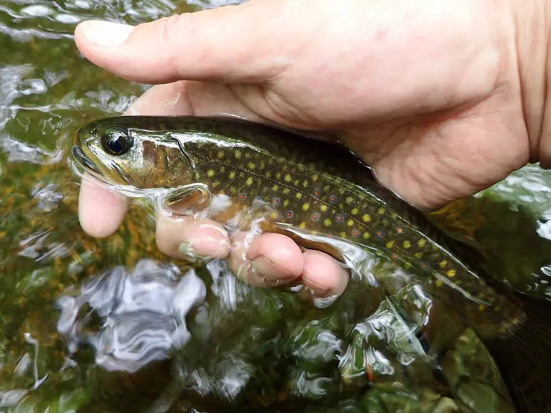 A brook trout being held above the water.