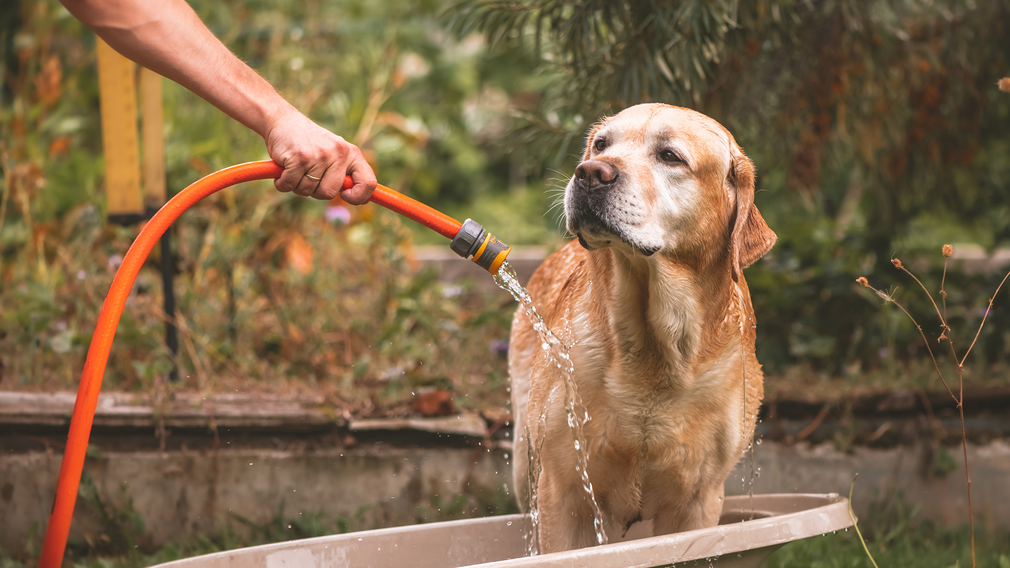 A dog gets a bath in a backyard after being sprayed by a skunk.