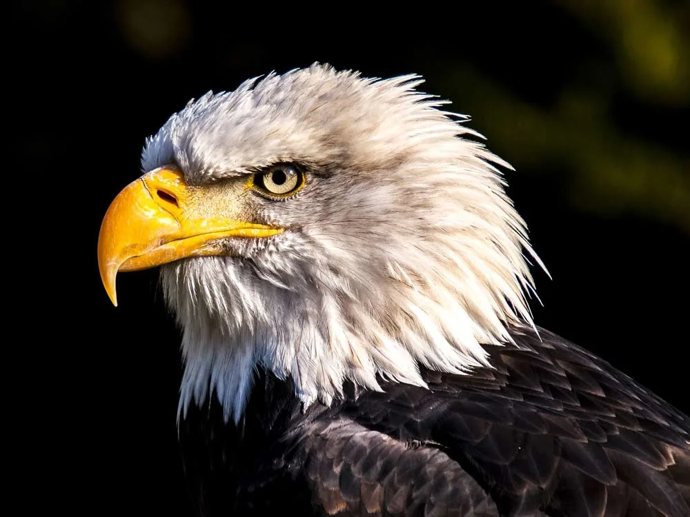 american bald eagle