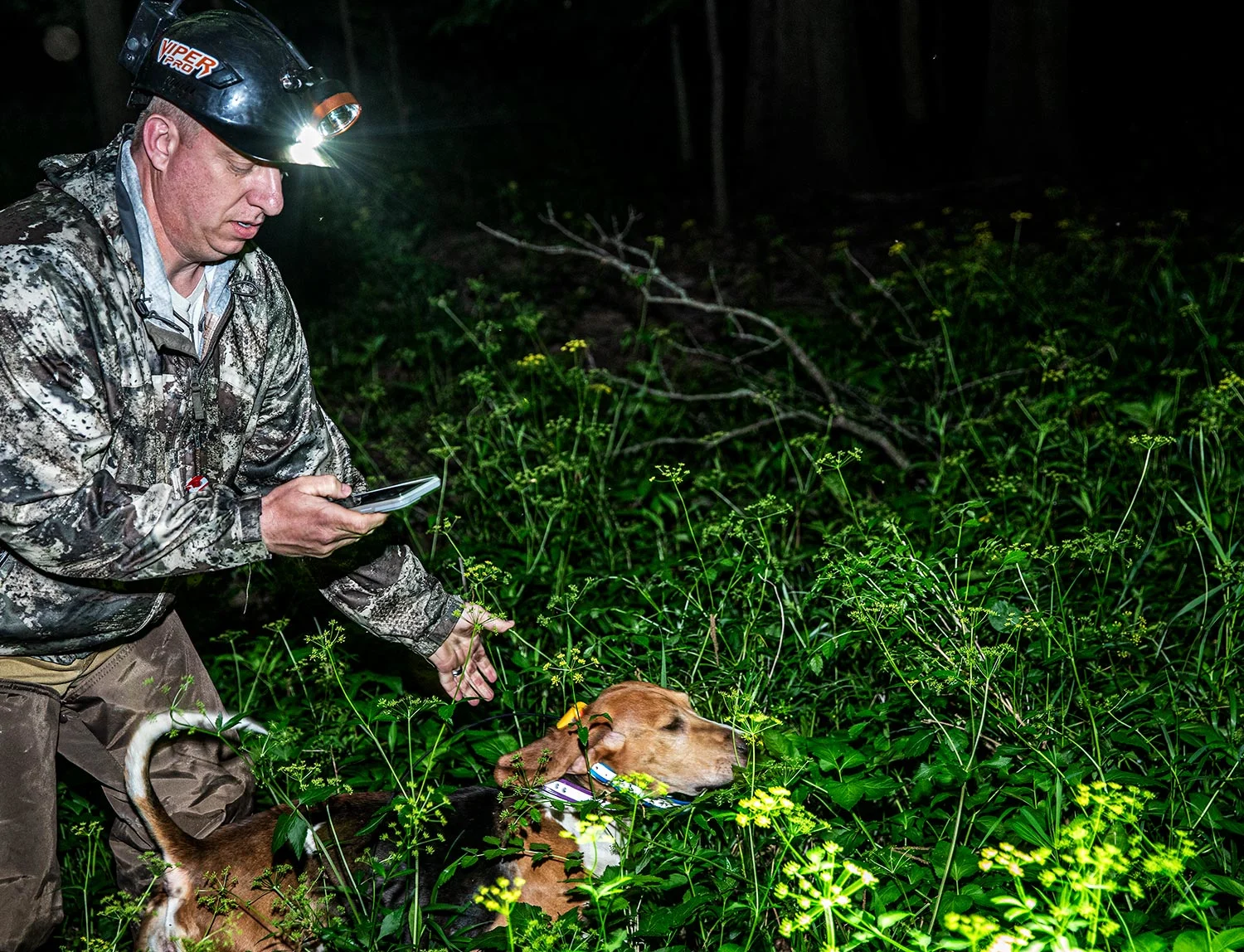 competitive raccoon hunter releases hound