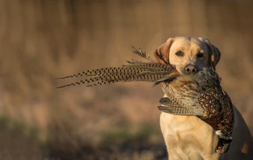 A yellow Labrador retriever holds pheasant in it's mouth. 