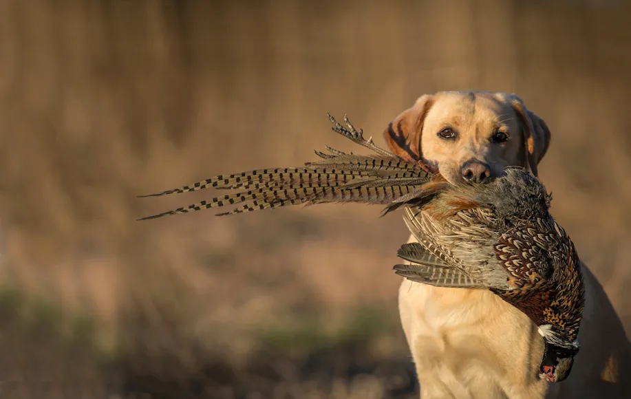 A yellow Labrador retriever holds pheasant in it's mouth.