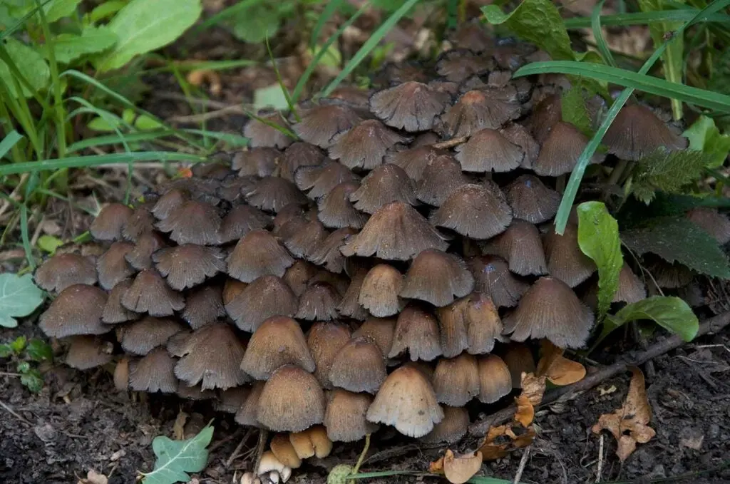 Alcohol Inky Coprinus atramentarius