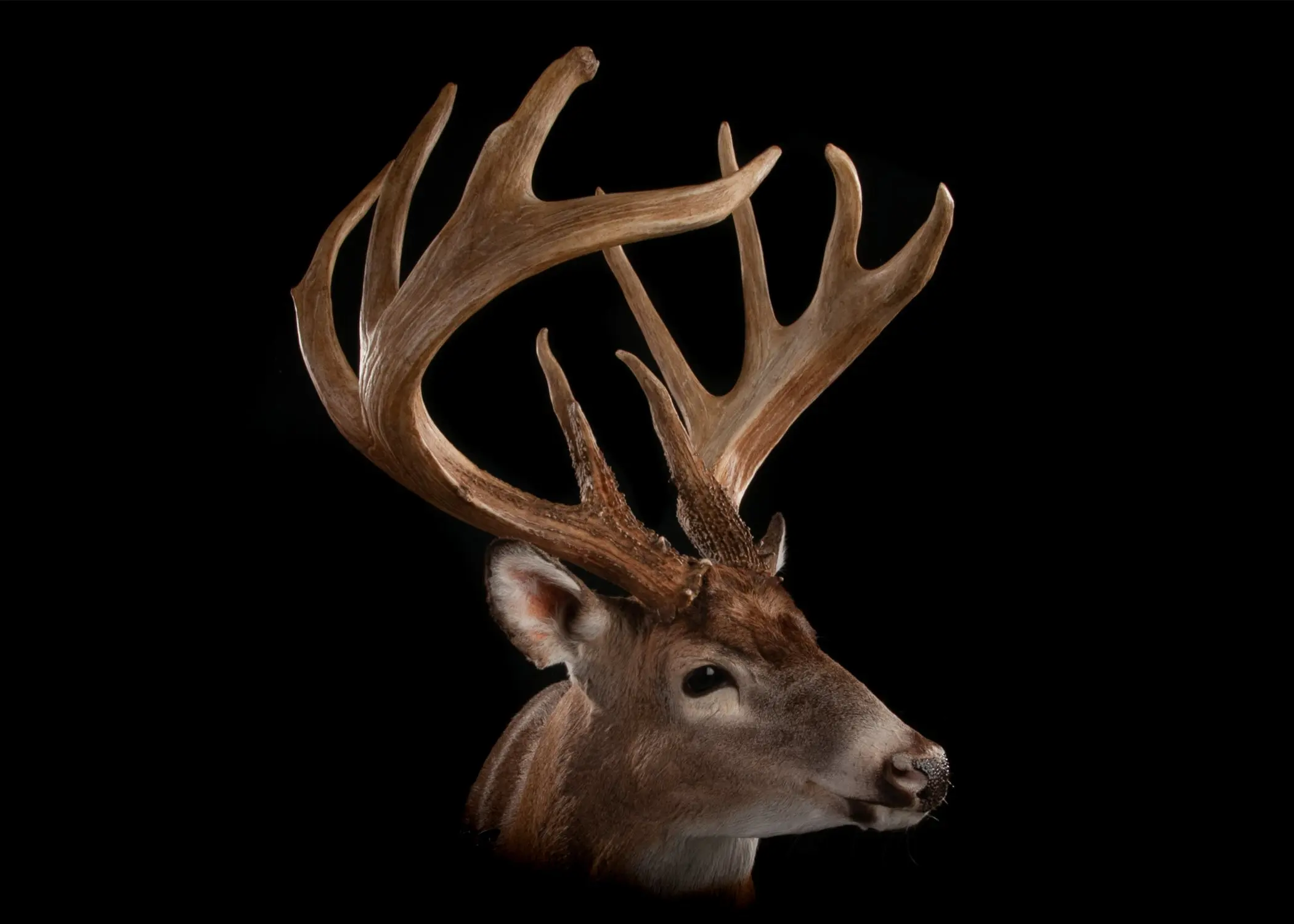 photo of most famous whitetail deer no. 3
